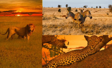 Tsavo national