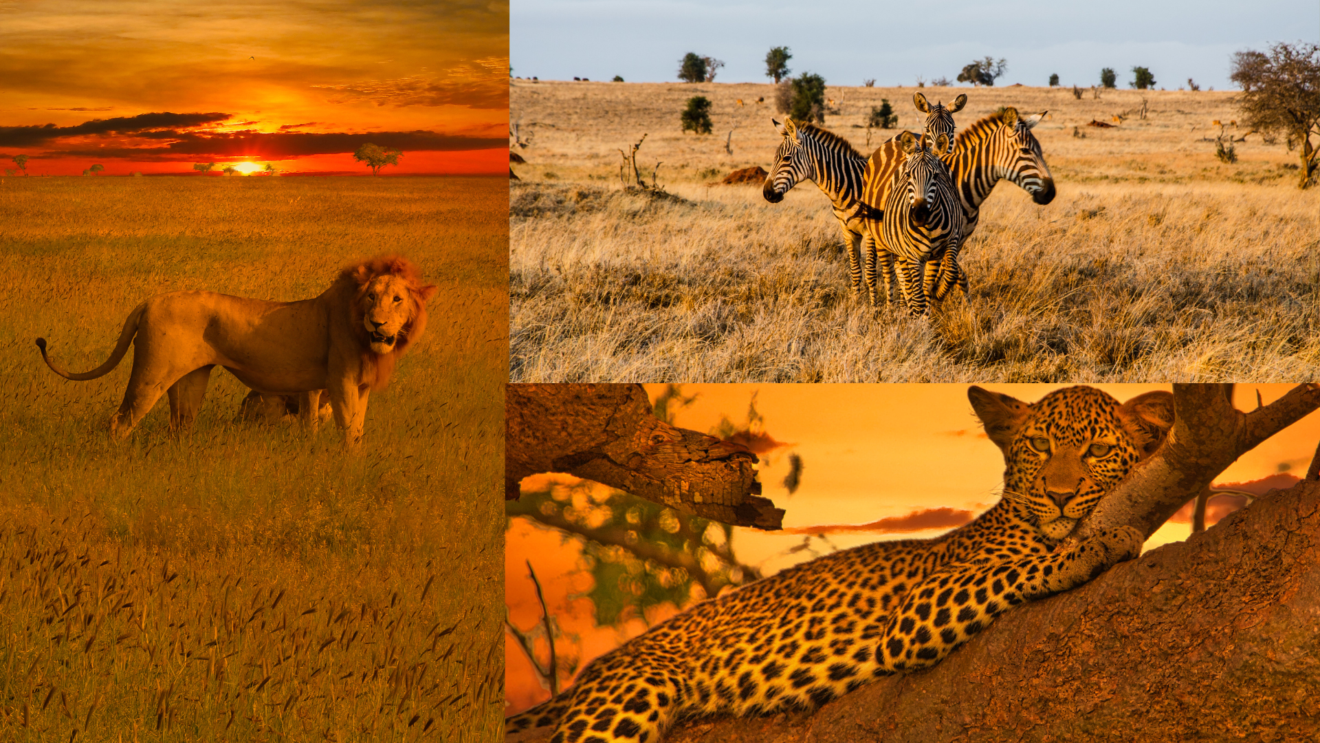 Tsavo national