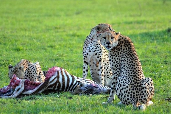 Cheater Amboseli
