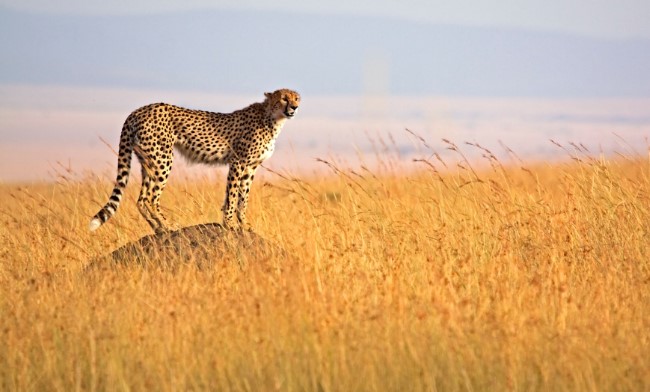 Cheater - Masai Mara