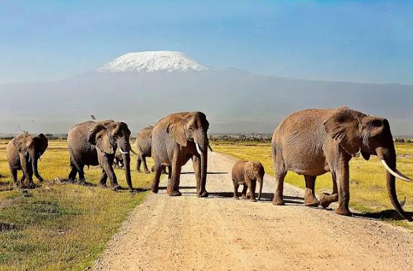 Elephant tsavo