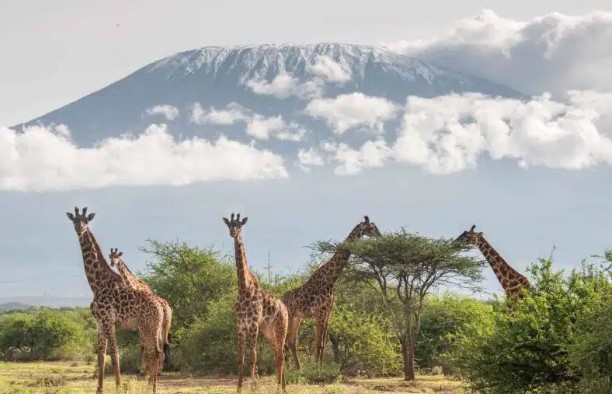 Giraffe Amboseli