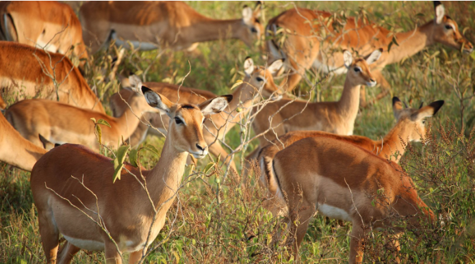 Lake Nakuru Gazzelle