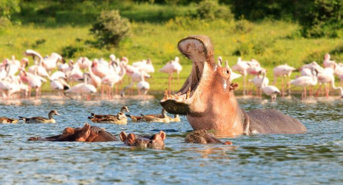 Lake Nakuru Hippopotamus