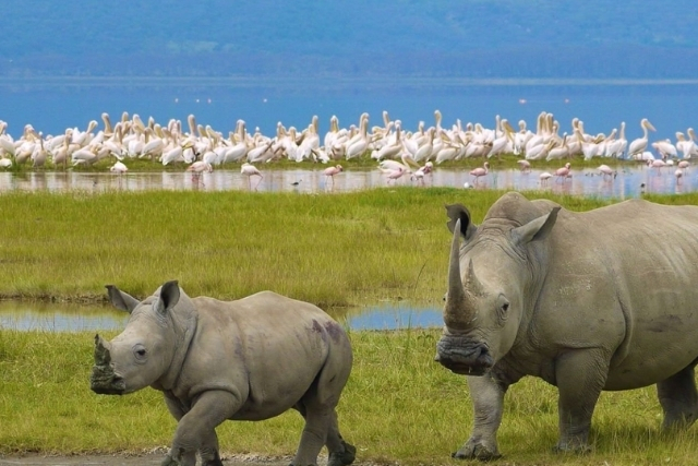 Lake Nakuru National Park Destination Ruganos Wild Adventures