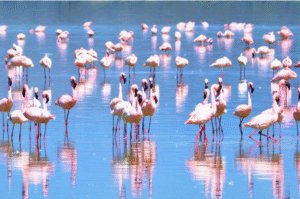 Lake Nakuru Pelicans