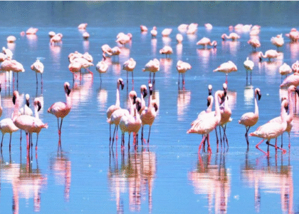 Lake Nakuru Pelicans
