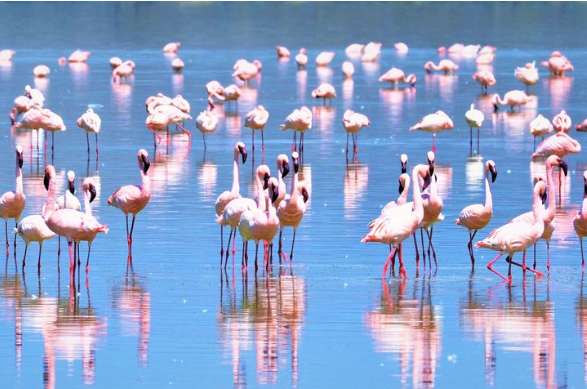Lake Nakuru Pelicans