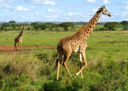 Nairobi National Park Giraffes