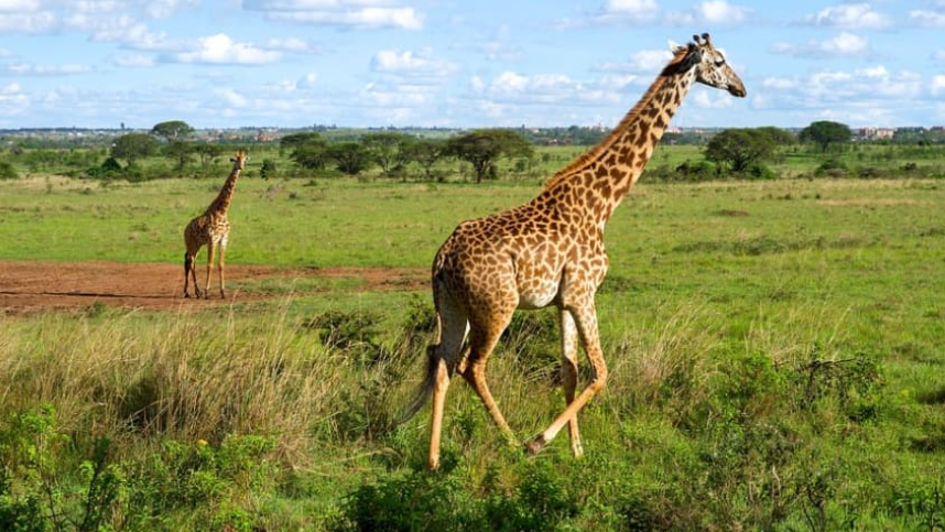 Nairobi National Park Giraffes