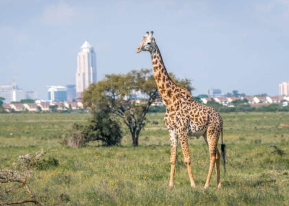 Nairobi National Park Destination Ruganos Wild Adventures