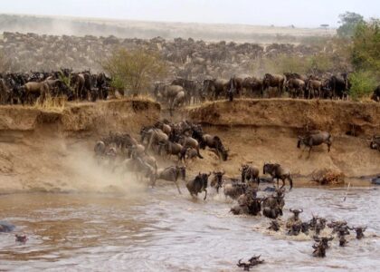 The Great Migration - Masai Mara
