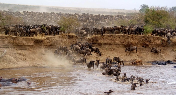 The Great Migration - Masai Mara