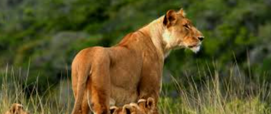tsavo lion
