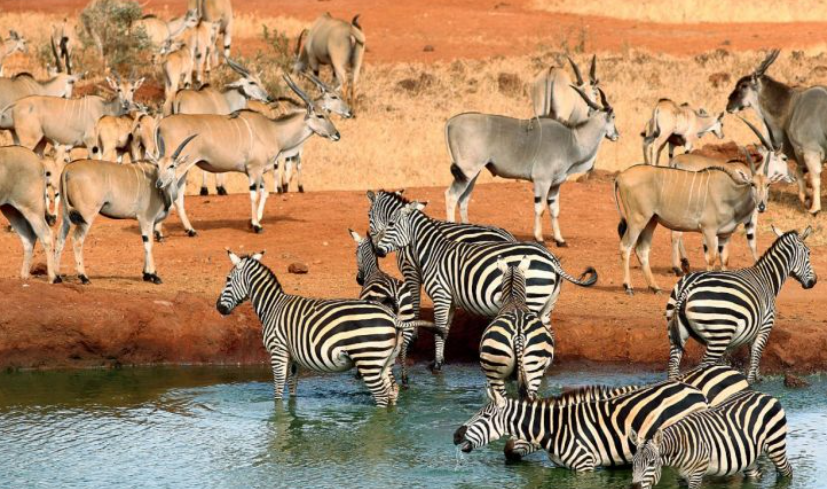 tsavo non-predators