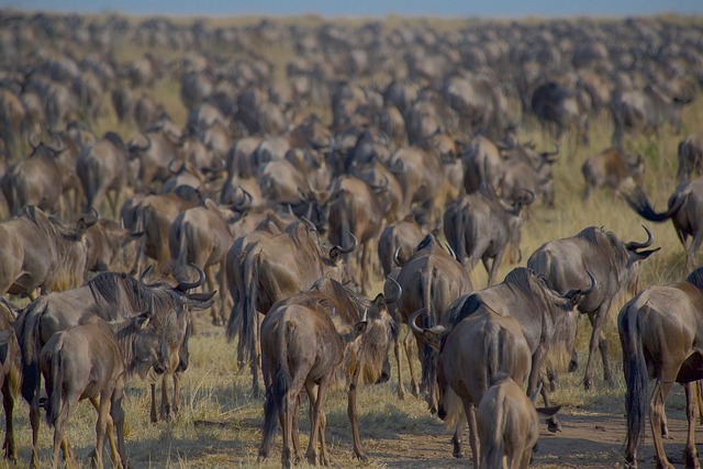 wildebeests-