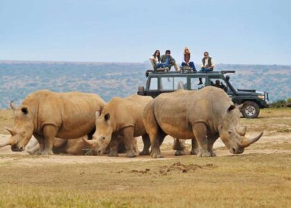 Best Safari Companies in Kenya