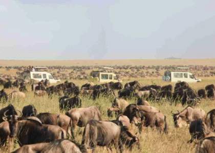 Best Safari Companies in Kenya