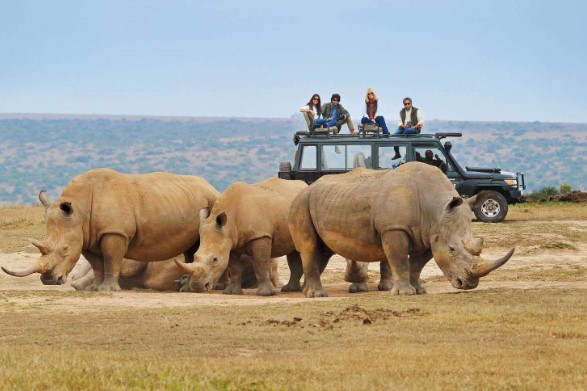 Best Safari Companies in Kenya