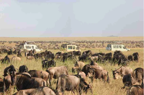 Best Safari Companies in Kenya