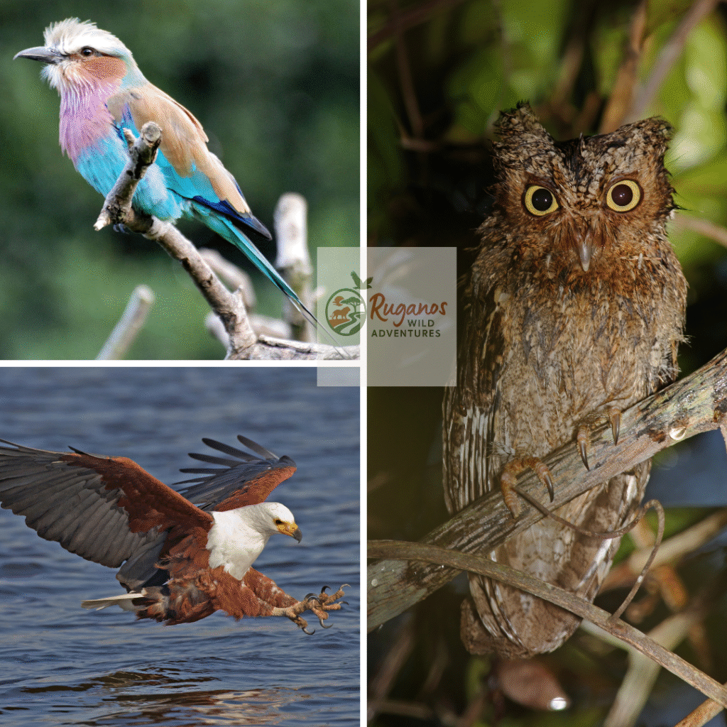 Best Birdwatching Safari Companies in Kenya