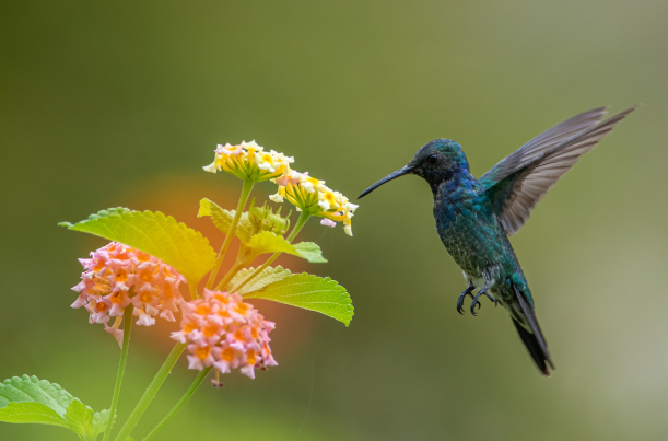 Birding in Kenya