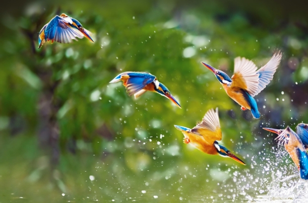 Bird Watching