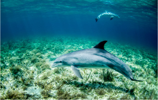 Dolphines in Watamu