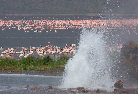 Flamingos in lake Bogoria