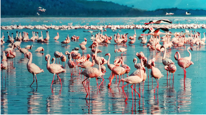 Lake Bogoria