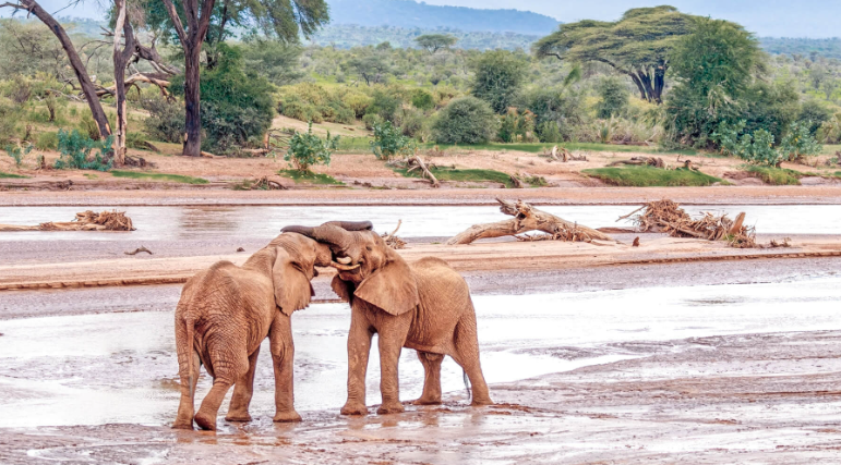 Samburu national reserve 1