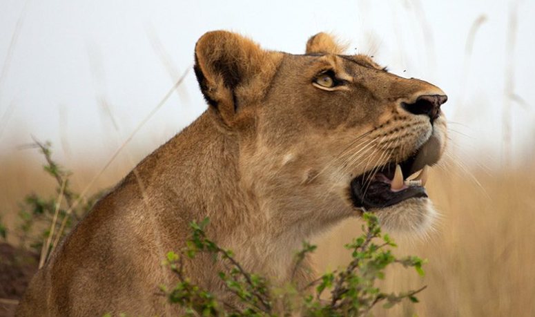 Samburu national reserve 3