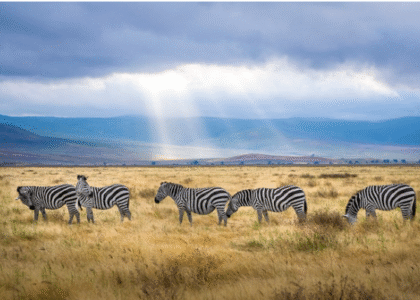 Best Amboseli Safari Companies
