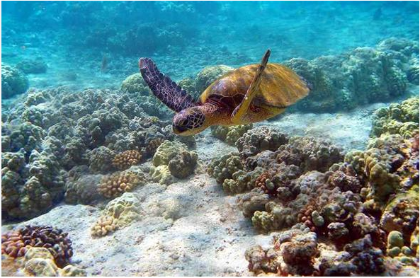 Tortoise in Watamu