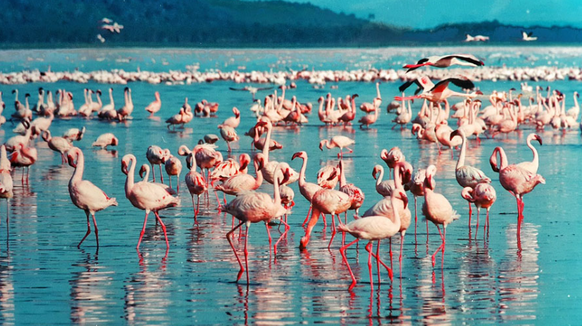 bogoria
