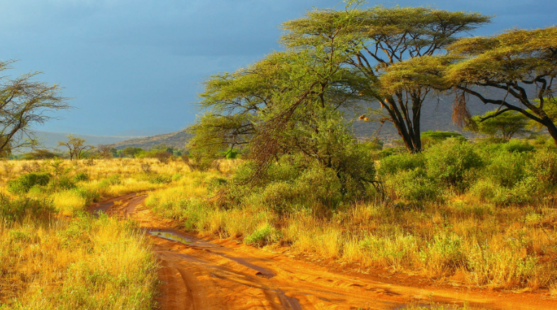 samburu national reserve 5