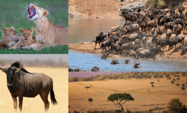 Maasai mara