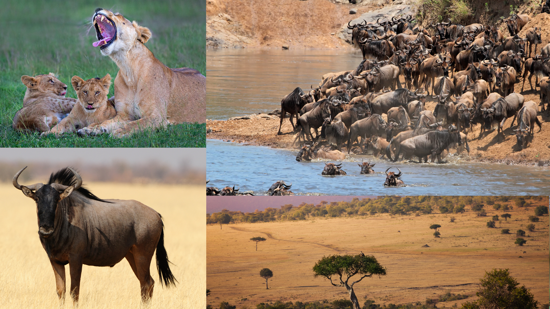 Maasai mara
