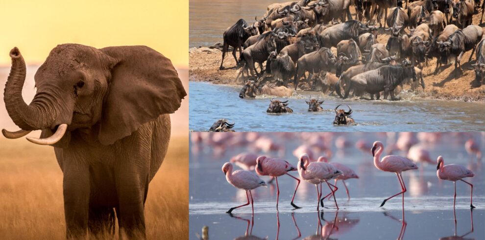 maasai nakuru amboseli