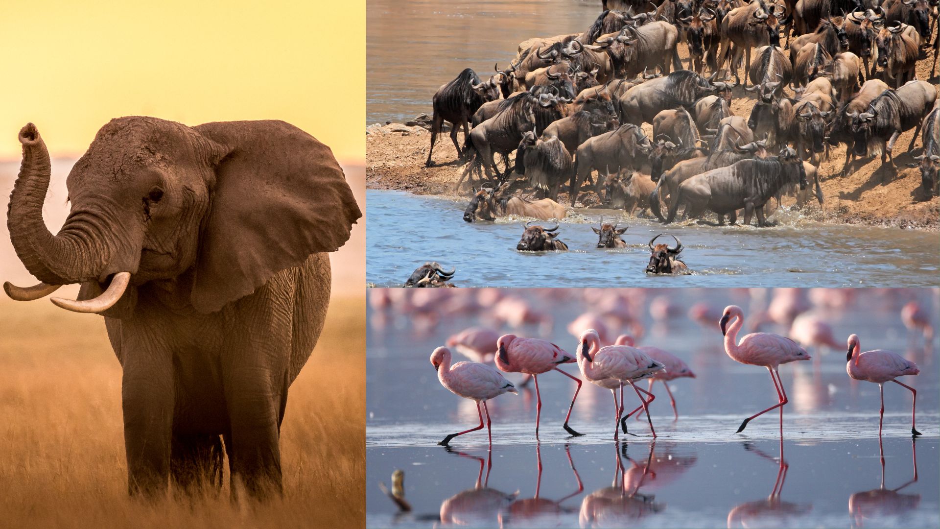 maasai nakuru amboseli