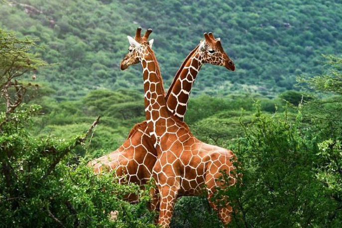 Girrafe centre