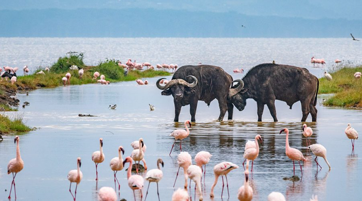 Lake Naivasha national park