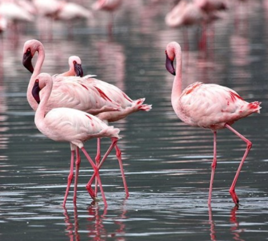 Best Lake Nakuru Safari Companies in Kenya