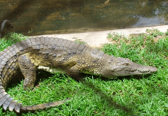 Nairobi Snake Park