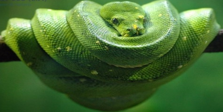 Nairobi Snake Park