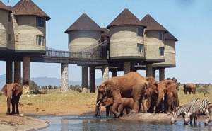 Salt lick