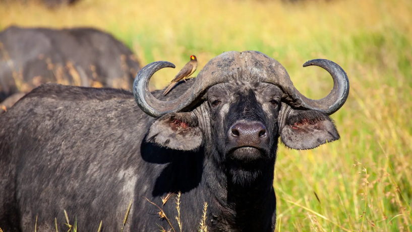 buffalo springs