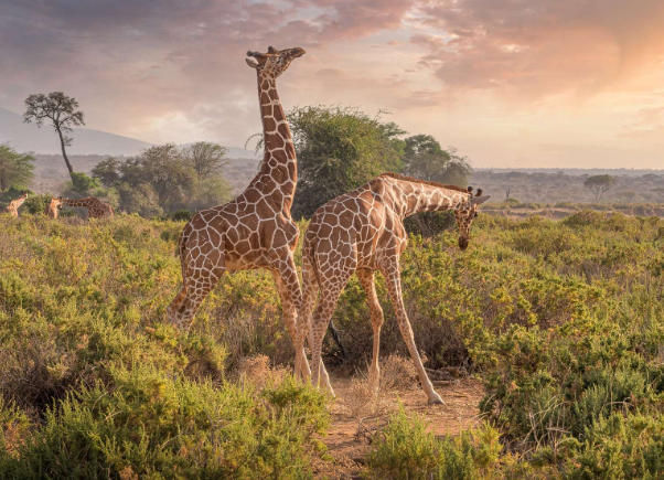 shaba national reserve