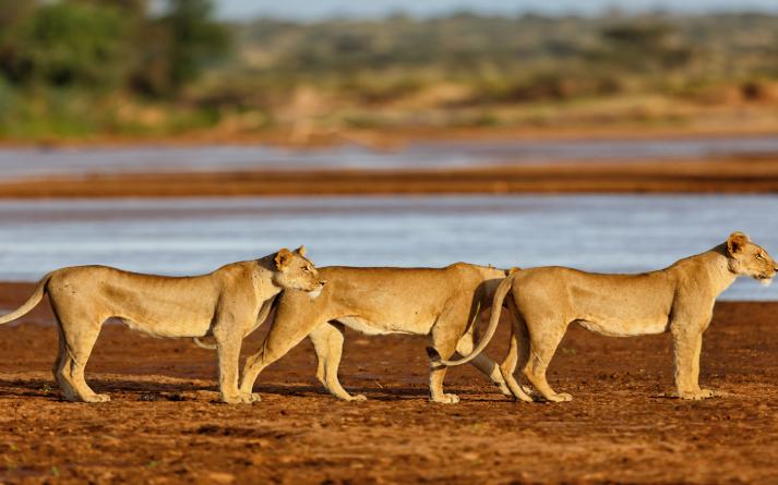 shaba national reserve