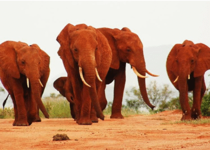 tsavo red elephants